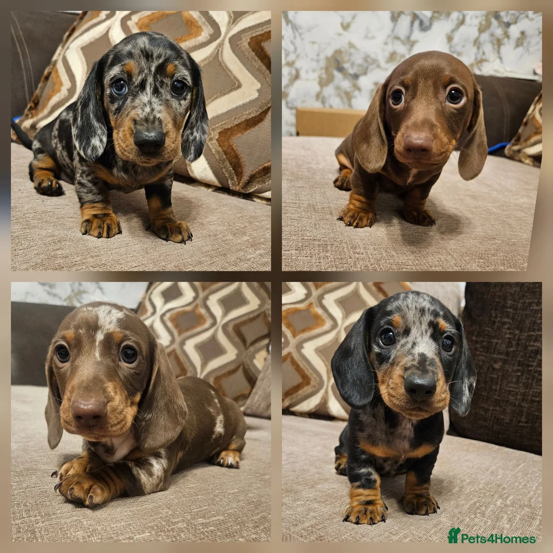 Miniature Dachshund dogs for sale: Ready to leave - one chocolate dapple boy left!  - Advert 2