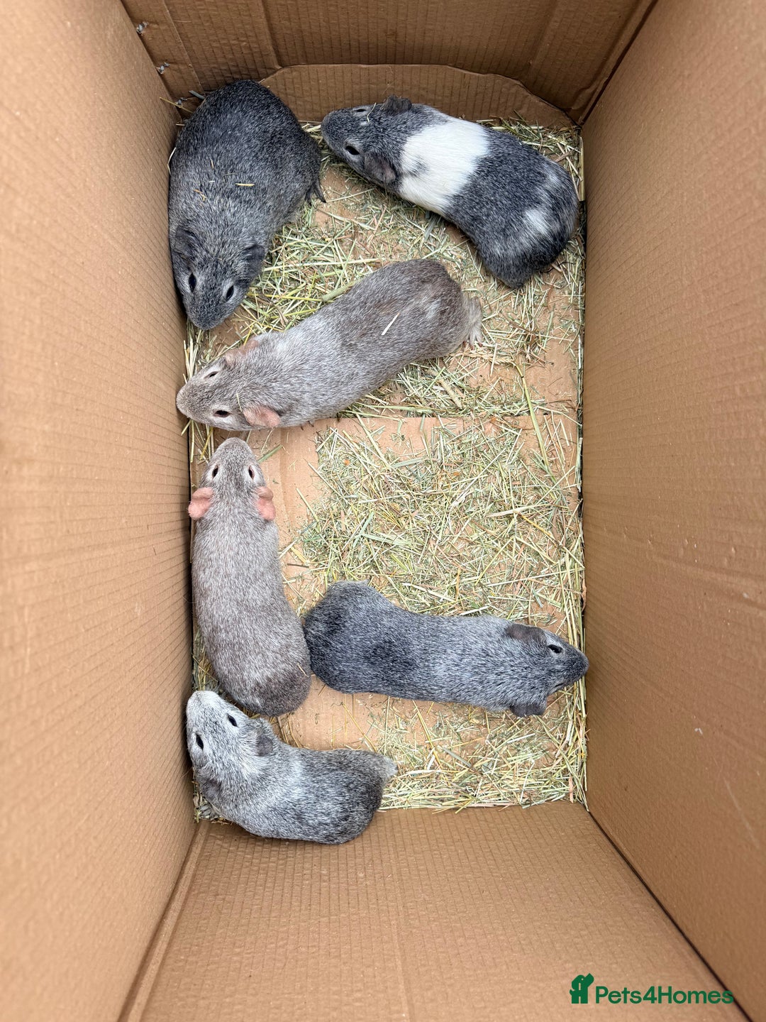 Guinea Pig rodents for sale: Boar guinea pigs  - Advert 1