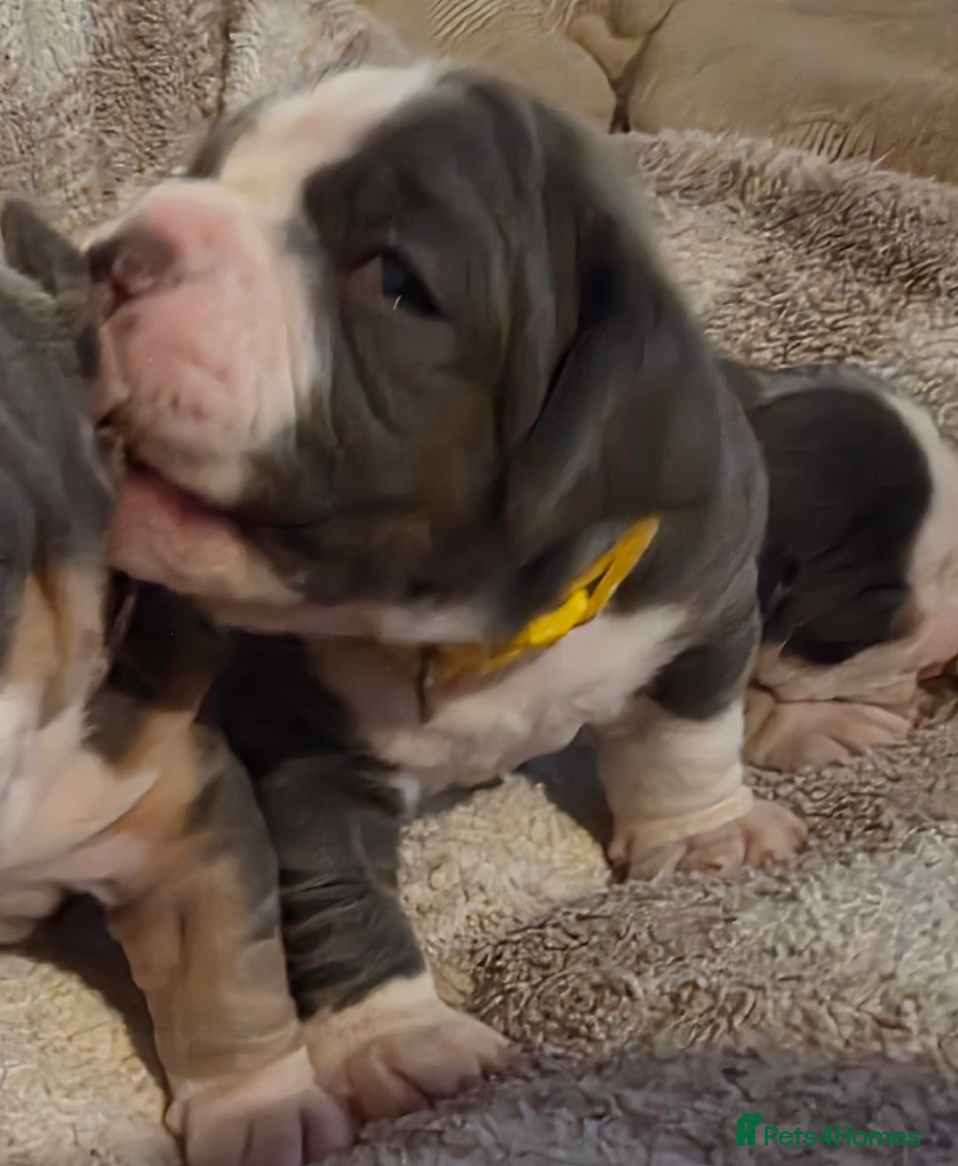 Olde English Bulldogge dogs for sale: Olde English Bulldog Puppies NEBBR Derby - Image 7