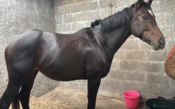 English Thoroughbred horses for sale: Lovely well put together 15.3 4yo Mare - Image 8