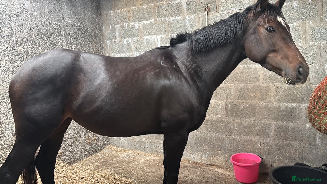 English Thoroughbred horses for sale: Lovely well put together 15.3 4yo Mare - Image 8