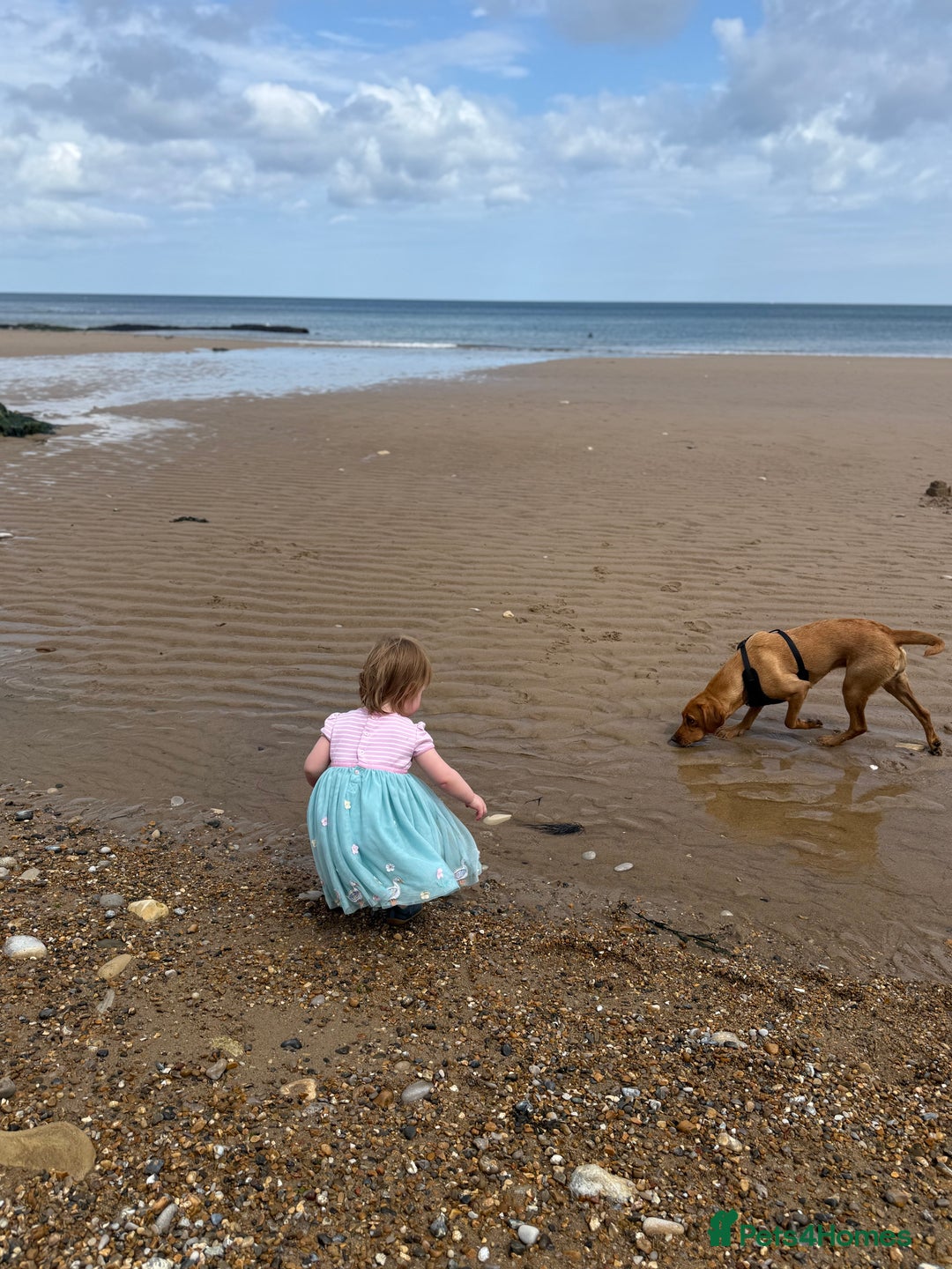 Labrador Retriever dogs for sale: Fox Red Labrador (female) 1.5 years  - Advert 8