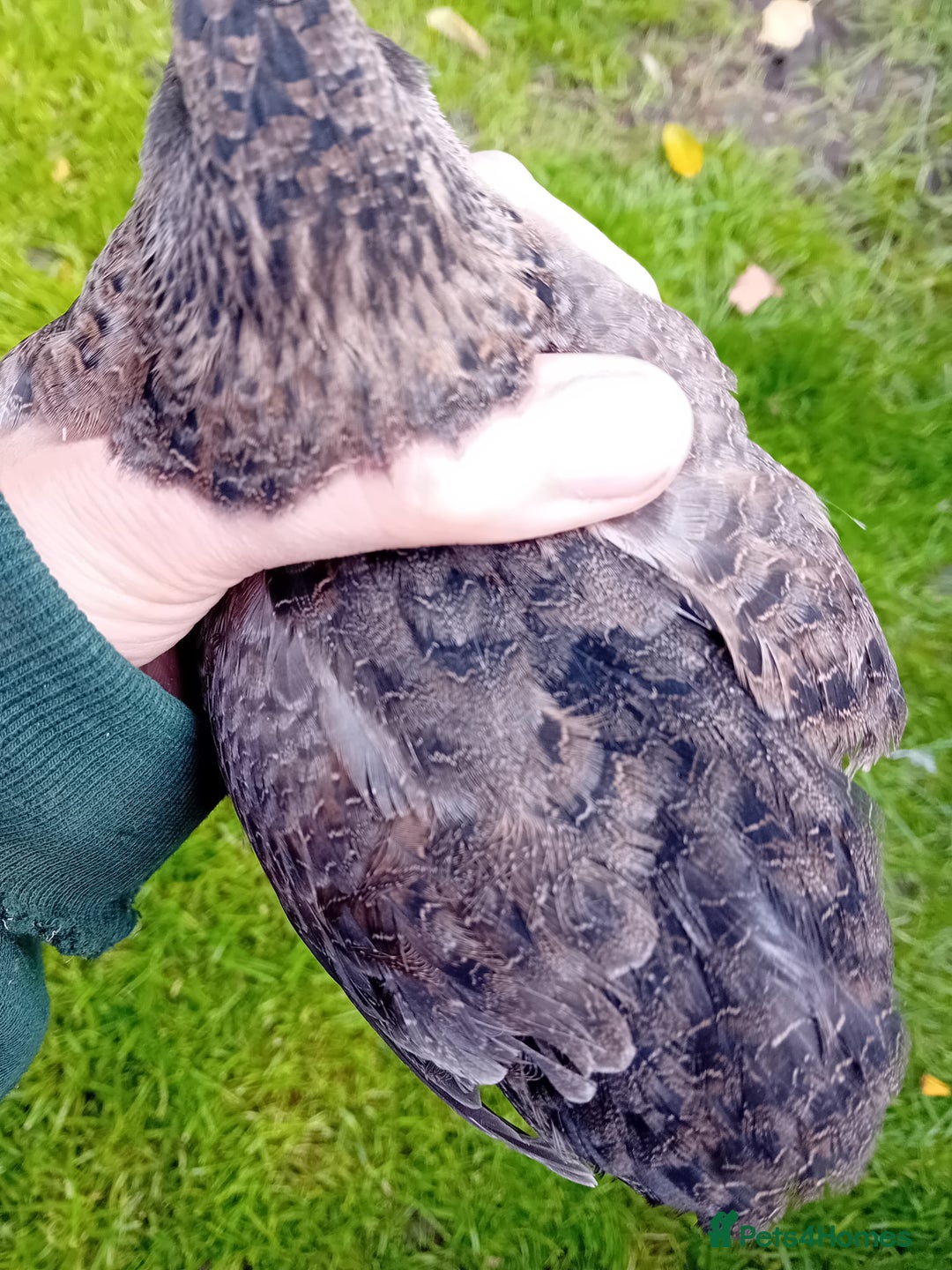 Quail poultry for sale: Laying Coturnix Quail – Confirmed Hens - Image 13