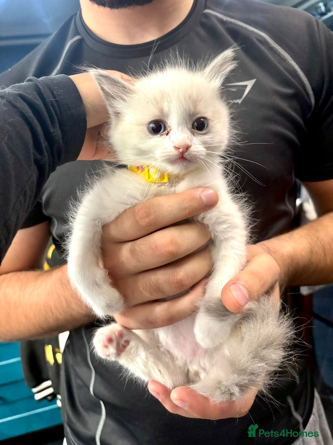 Ragdoll cats for sale: Beautiful Ragdoll kittens very playful  - Image 1