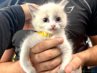 Ragdoll cats - Advert 36