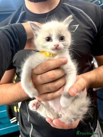 Ragdoll cats - Advert 34