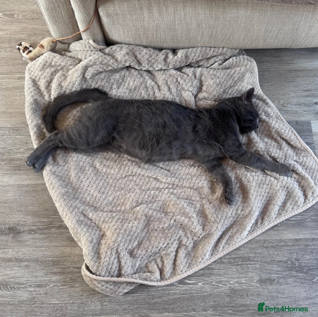 Mixed Breed cats for sale: Affectionate boy Zircon - Advert 2