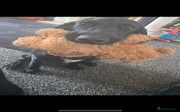 Springador dogs for sale: Beautiful male Labrador pup  - Image 5