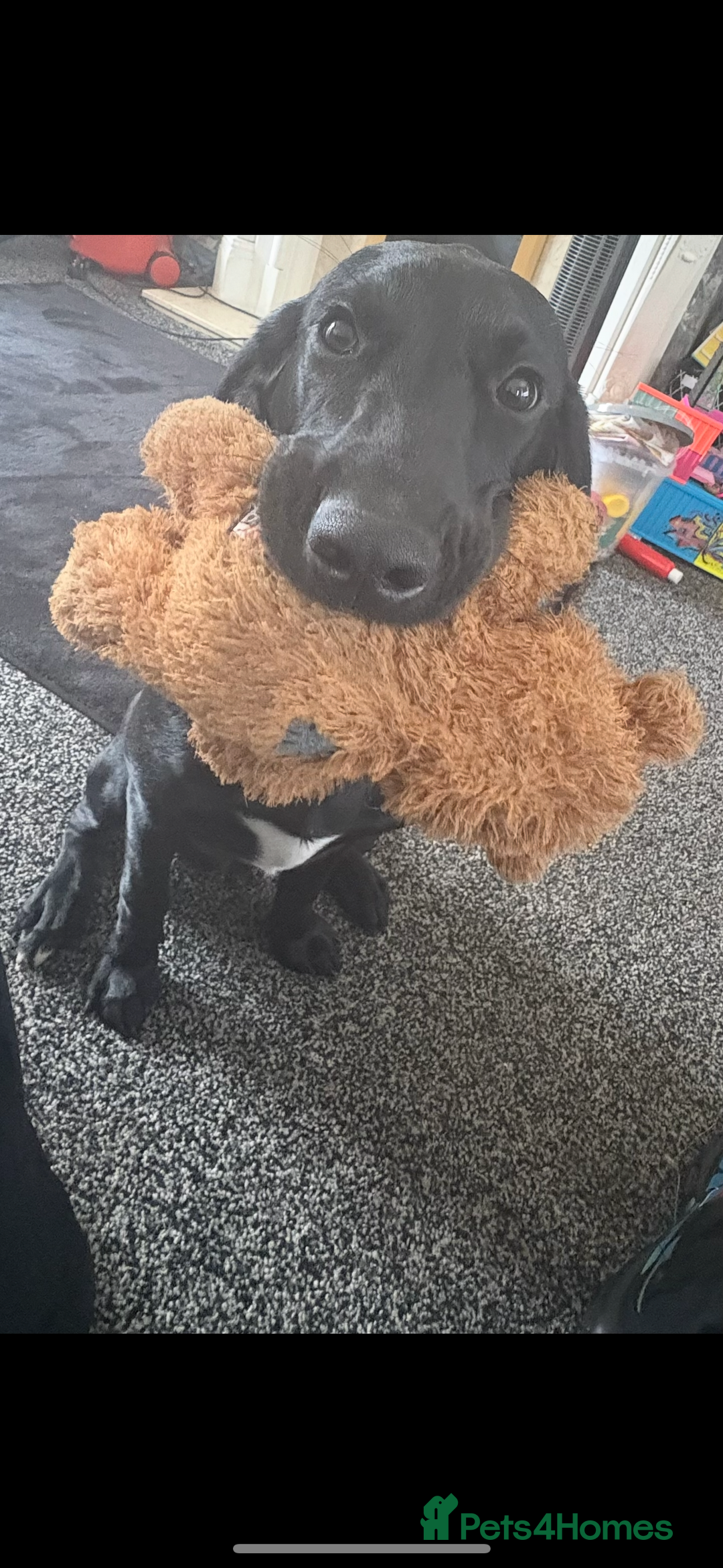 Springador dogs for sale: Beautiful male Labrador pup  - Image 5