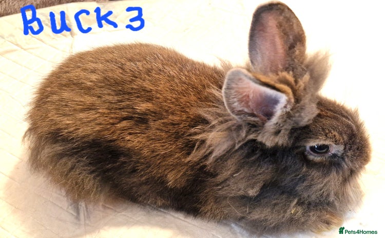 Lionhead rabbits - Advert 1