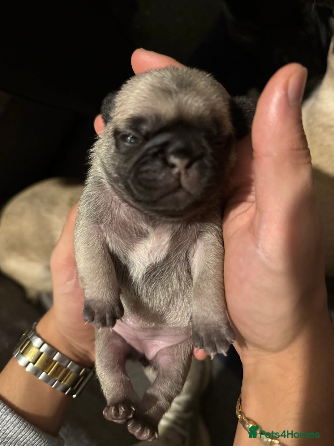 Pug dogs for sale: Pug Puppies for sale  - Image 11