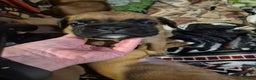 Boxer dogs for sale: ** 1 left*Beautiful bobtail & longtail kc boxer  - Advert 22