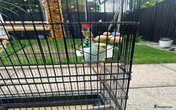Budgerigars birds for sale: Male and Female Budgies with Cage and Accessories  - Image 3