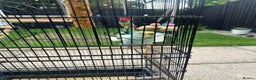 Budgerigars birds for sale: Male and Female Budgies with Cage and Accessories  - Advert 3