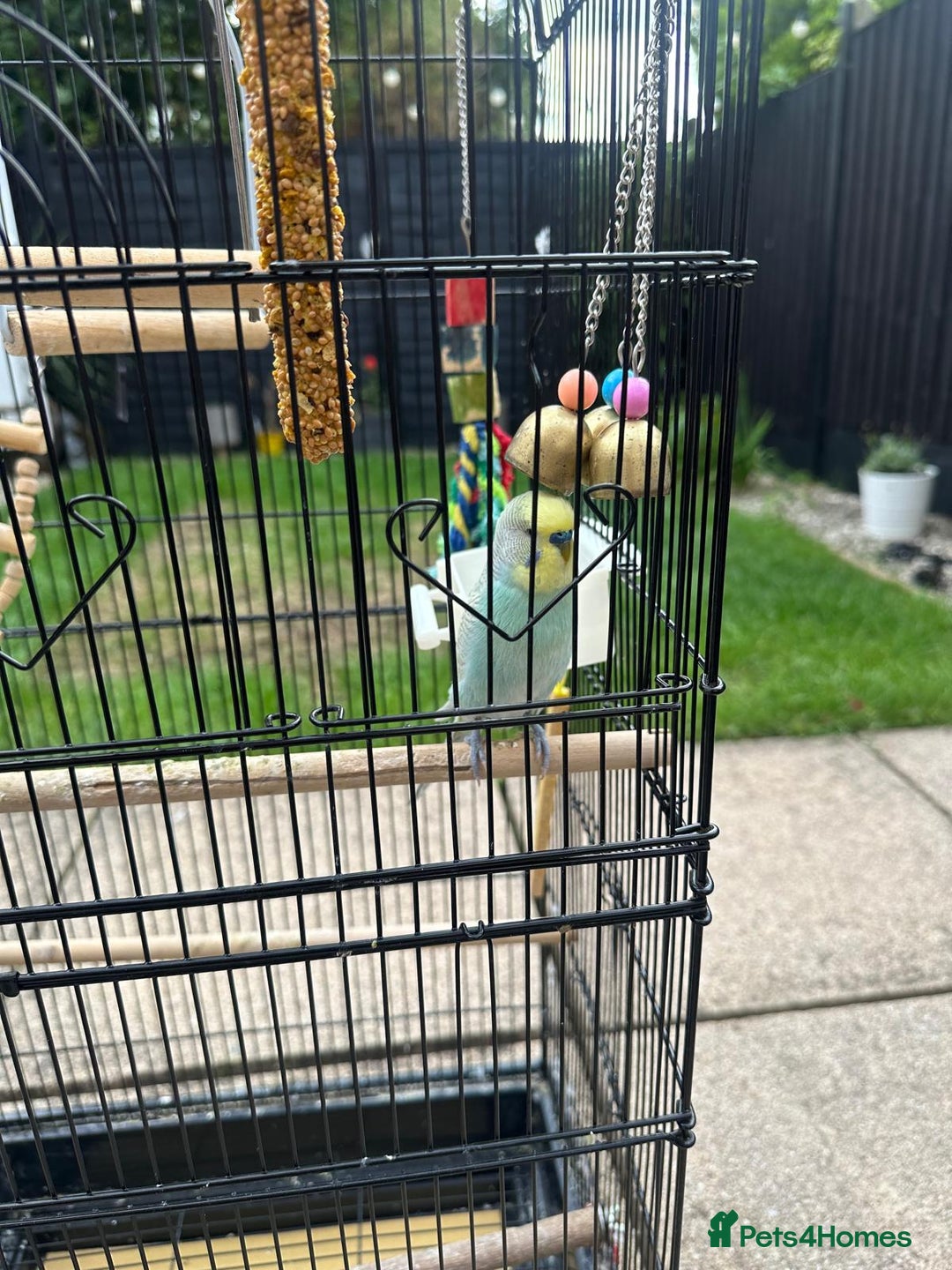 Budgerigars birds for sale: Male and Female Budgies with Cage and Accessories  - Image 3