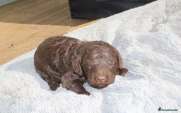 Labradoodle dogs for sale: Mini Labradoodles  - Image 12