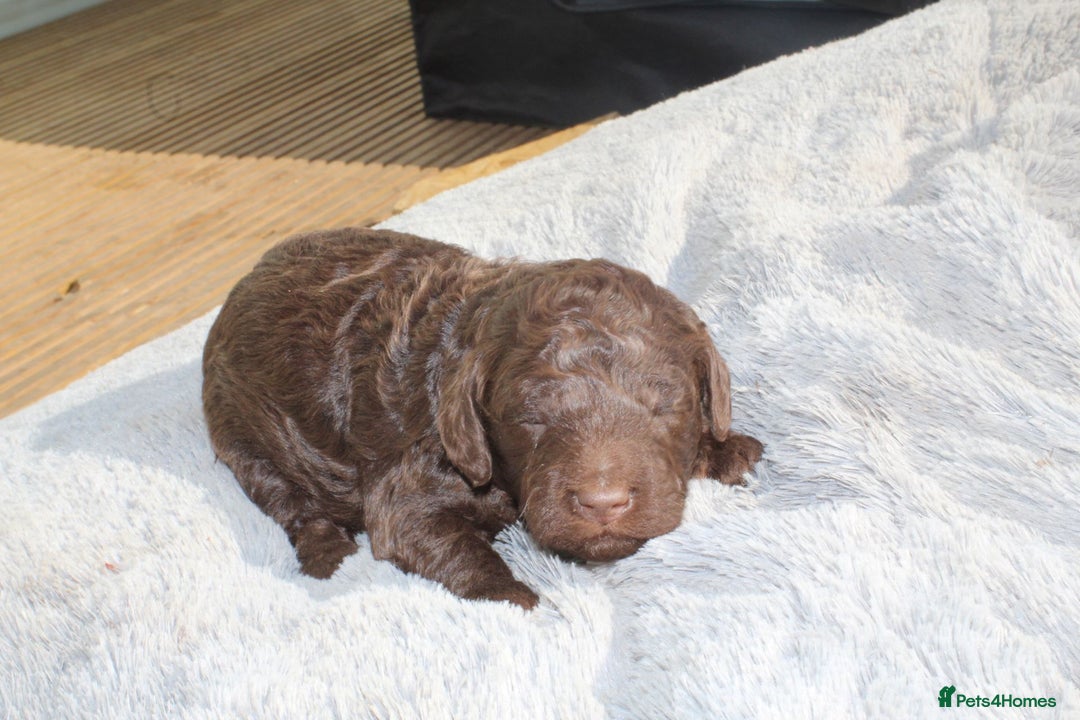 Labradoodle dogs for sale: Mini Labradoodles  - Image 12