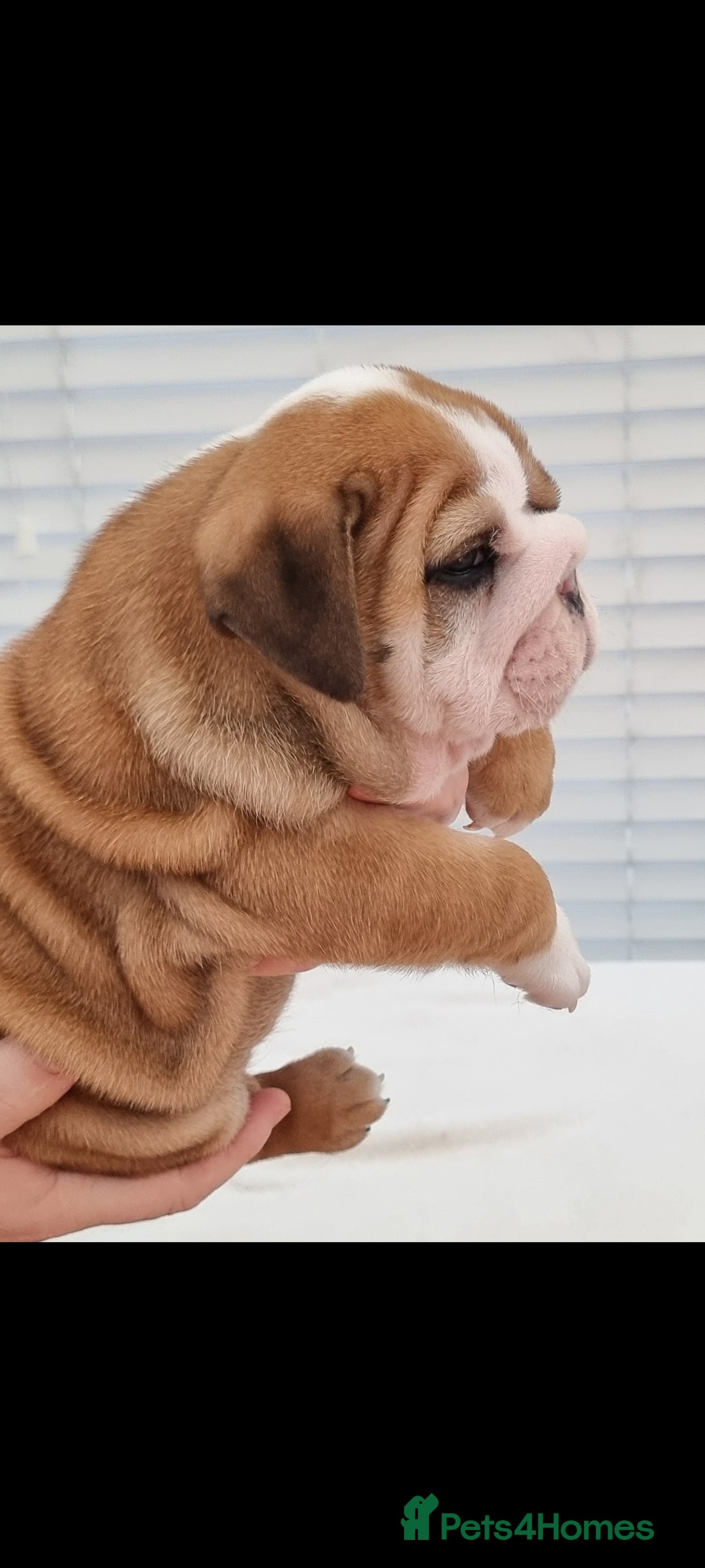 English Bulldog dogs for sale: Bulldog Pups Kennel Club Registered  - Advert 11