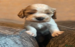 Cocker Spaniel dogs for sale: Top class cocker spaniel puppies  - Image 12
