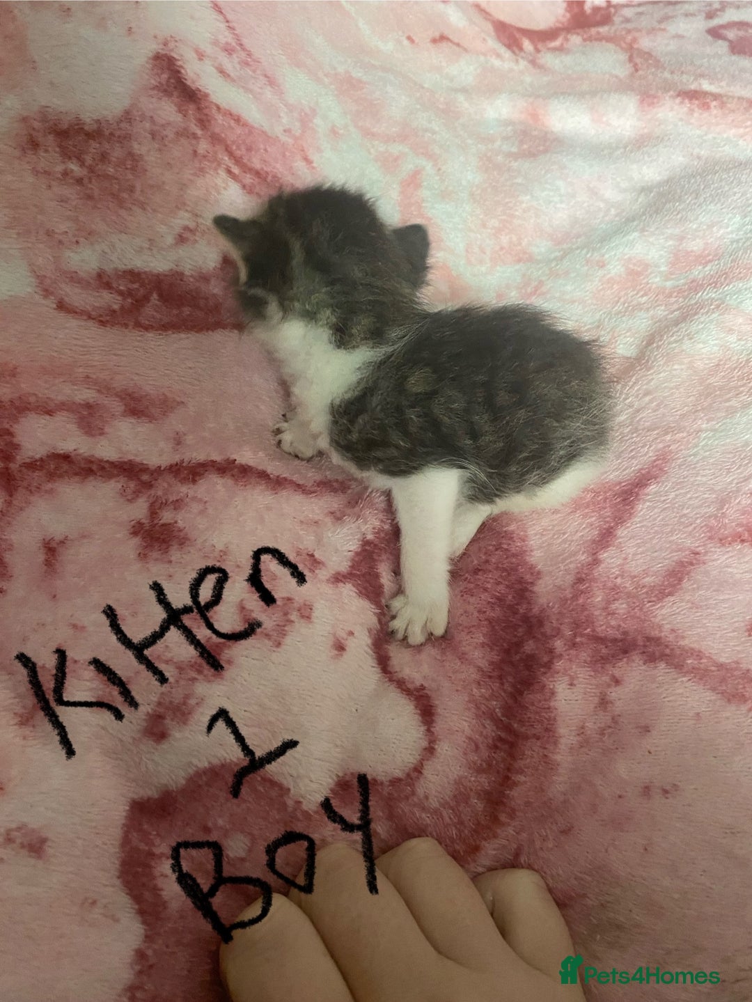 Maine Coon cats for sale: MI have 6 BEAUTIFUL kittens for sale🩷 - Image 5
