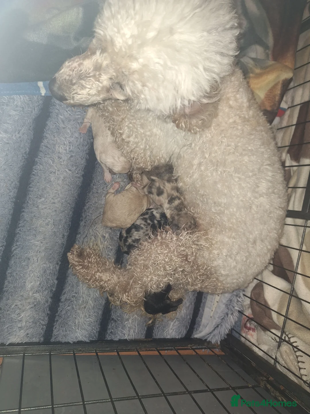 Miniature Poodle dogs for sale: miniature poodle puppies  in Doncaster - Advert 2
