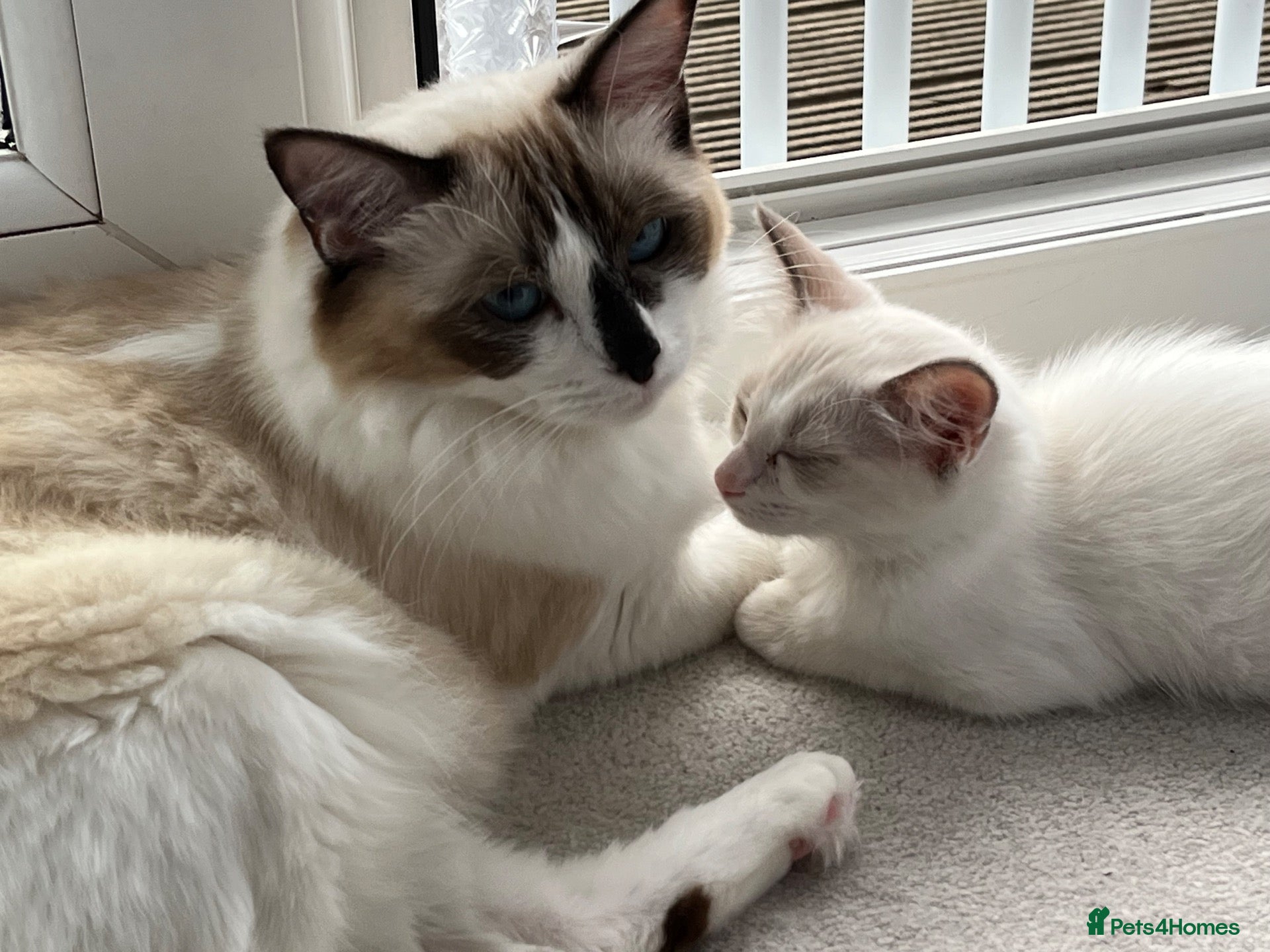 Ragdoll cats Pure ragdoll kittens for sale London - Advert 2