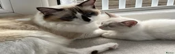 Ragdoll cats for sale: Pure ragdoll kittens for sale London - Advert 2