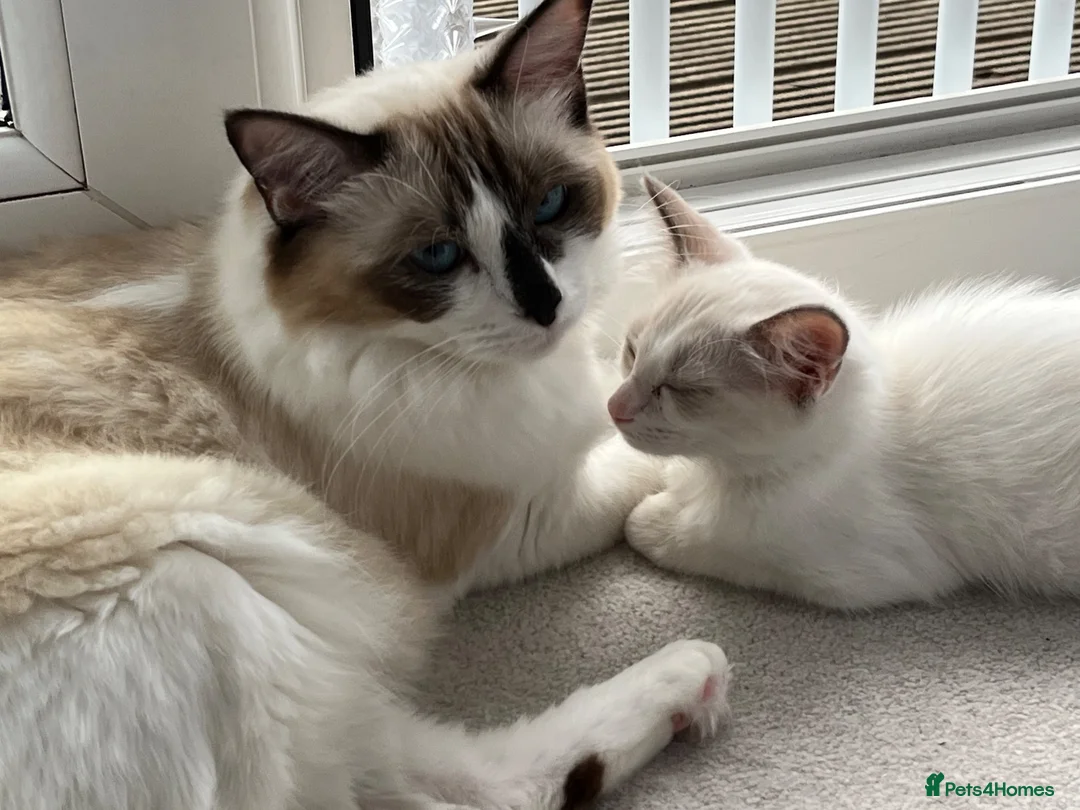 Ragdoll cats for sale: Pure ragdoll kittens for sale London - Advert 2