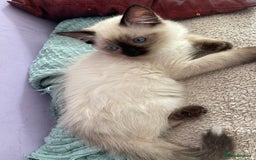 Ragdoll cats for sale: Exquisite 6th Gen*  PUREBREED Ragdoll Kittens - Image 15