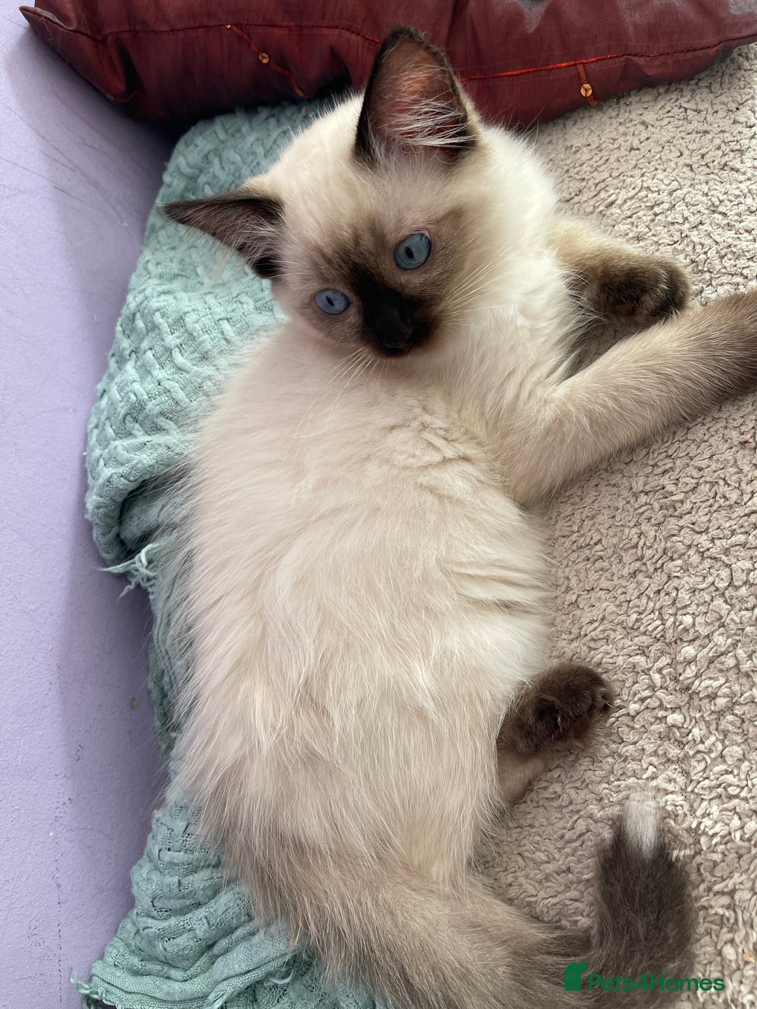 Ragdoll cats for sale: Exquisite 6th Gen*  PUREBREED Ragdoll Kittens - Image 15