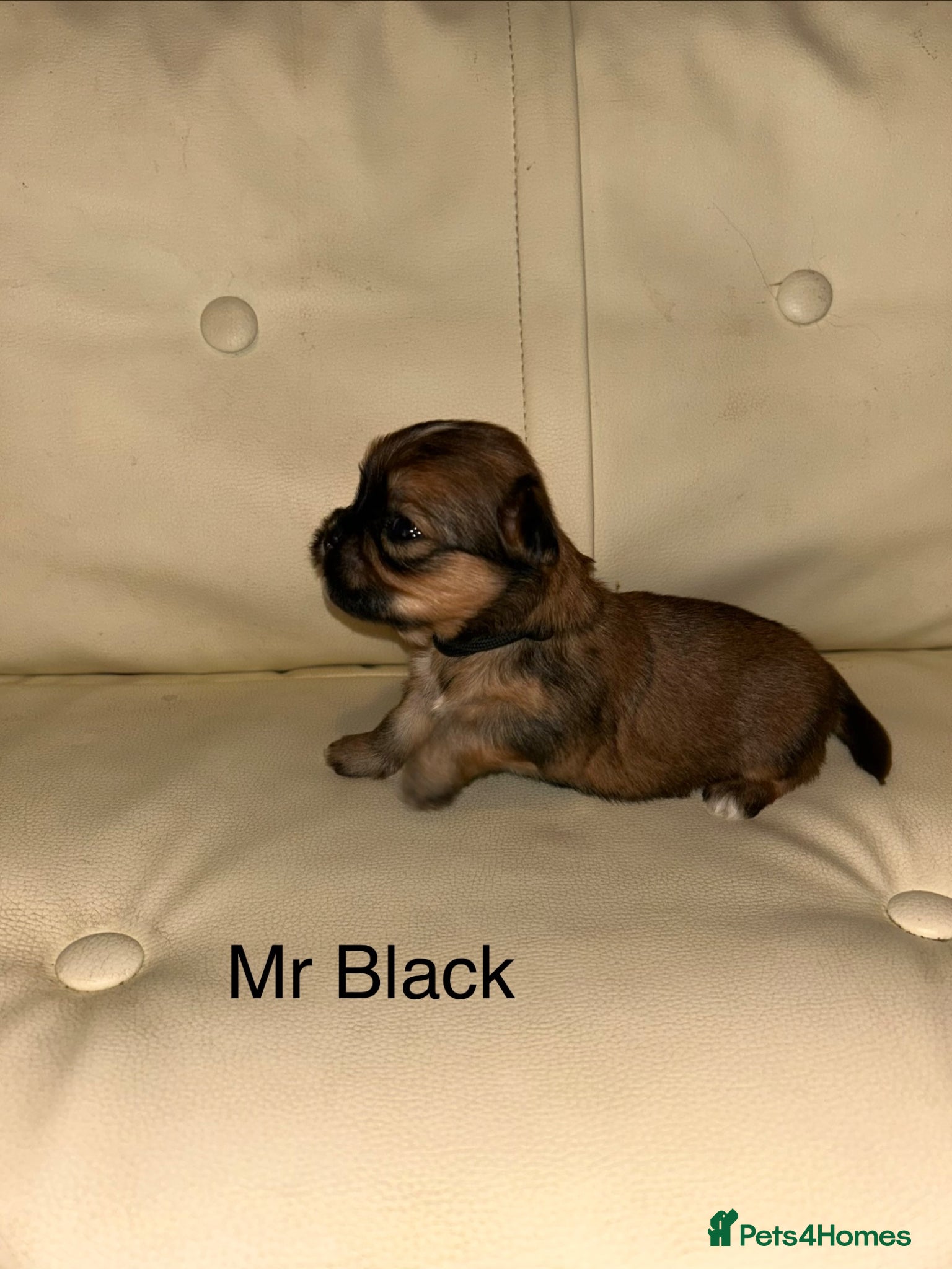 Lhasa Apso dogs KC reg Lhasa Apso PUPS (4 wks old ) PRA4 CLEAR - Advert 17