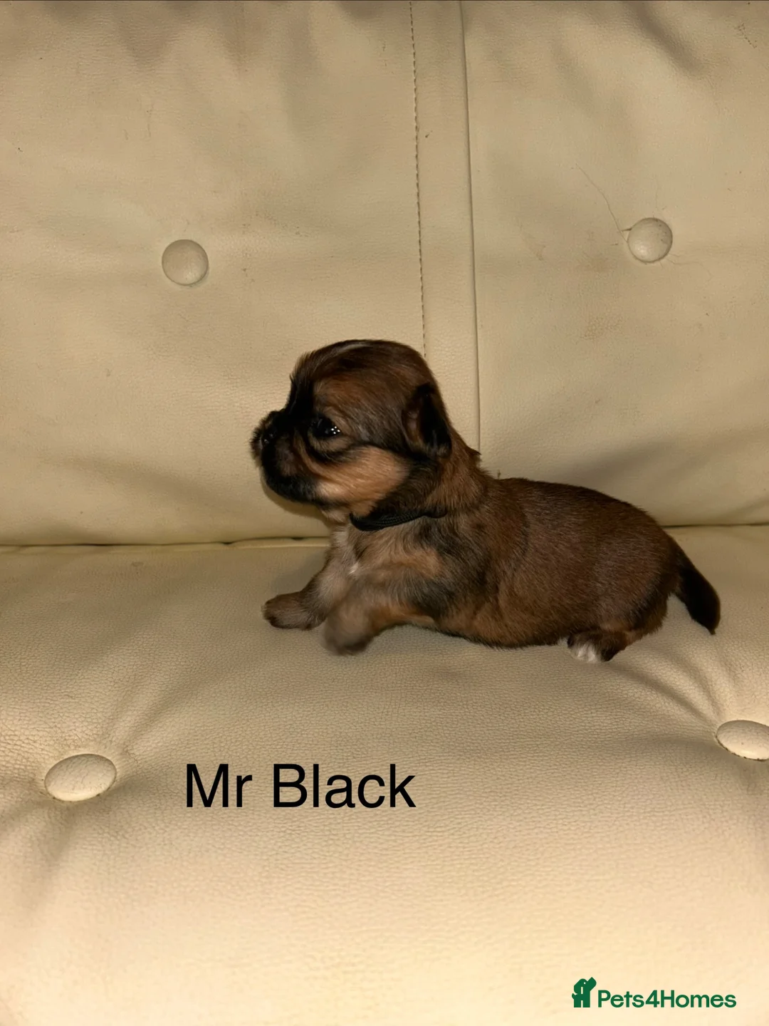 Lhasa Apso dogs for sale: KC reg Lhasa Apso PUPS (4 wks old ) PRA4 CLEAR - Advert 1