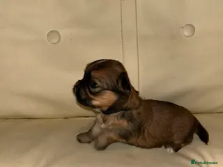 Lhasa Apso dogs KC reg Lhasa Apso PUPS (4 wks old ) PRA4 CLEAR - Advert 17