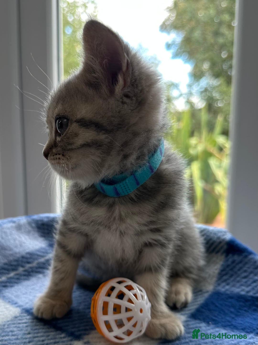 British Shorthair cats for sale: Purebred British Shorthair Grey Stripe Kittens - Image 19