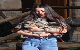 Pomeranian dogs for sale: Adorable Pomeranian Puppies for Sale. - Image 3