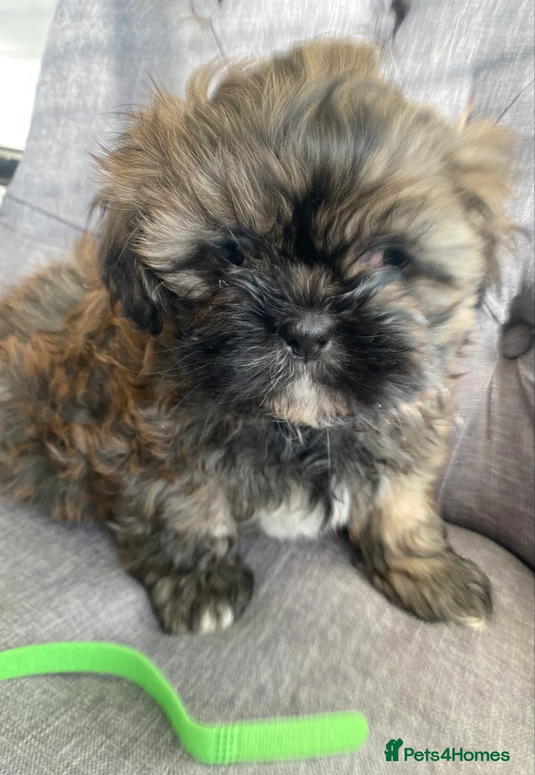 Shih Tzu dogs for sale: pure breed shih tzu puppy , only 1 left - Advert 13