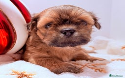 Shih Tzu dogs for sale: 3x Beautiful Pedigree Imperial Shih Tzu Girls - Advert 1