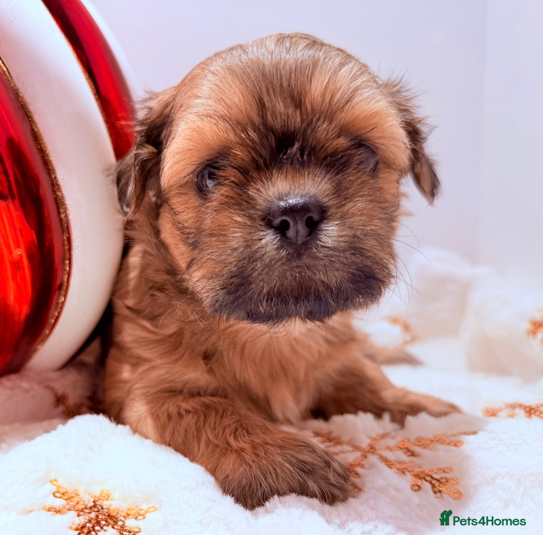 Shih Tzu dogs for sale: 3x Beautiful Pedigree Imperial Shih Tzu Girls - Advert 1