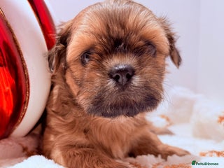 Shih Tzu dogs for sale: 3x Beautiful Pedigree Imperial Shih Tzu Girls - Advert 1