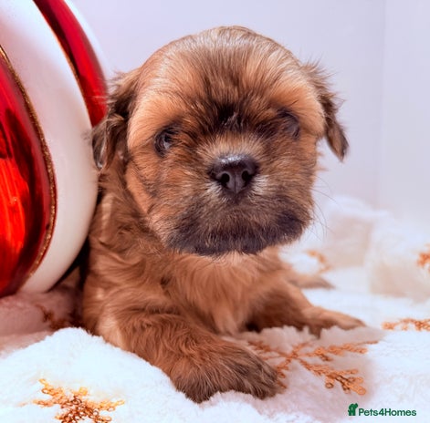 Shih Tzu dogs 3x Beautiful Pedigree Imperial Shih Tzu Girls - Advert 1