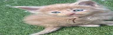 Maine Coon 4