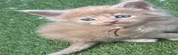 Maine Coon cats for sale: TICA Registered Maine Coon Kittens 🐾 - Advert 19