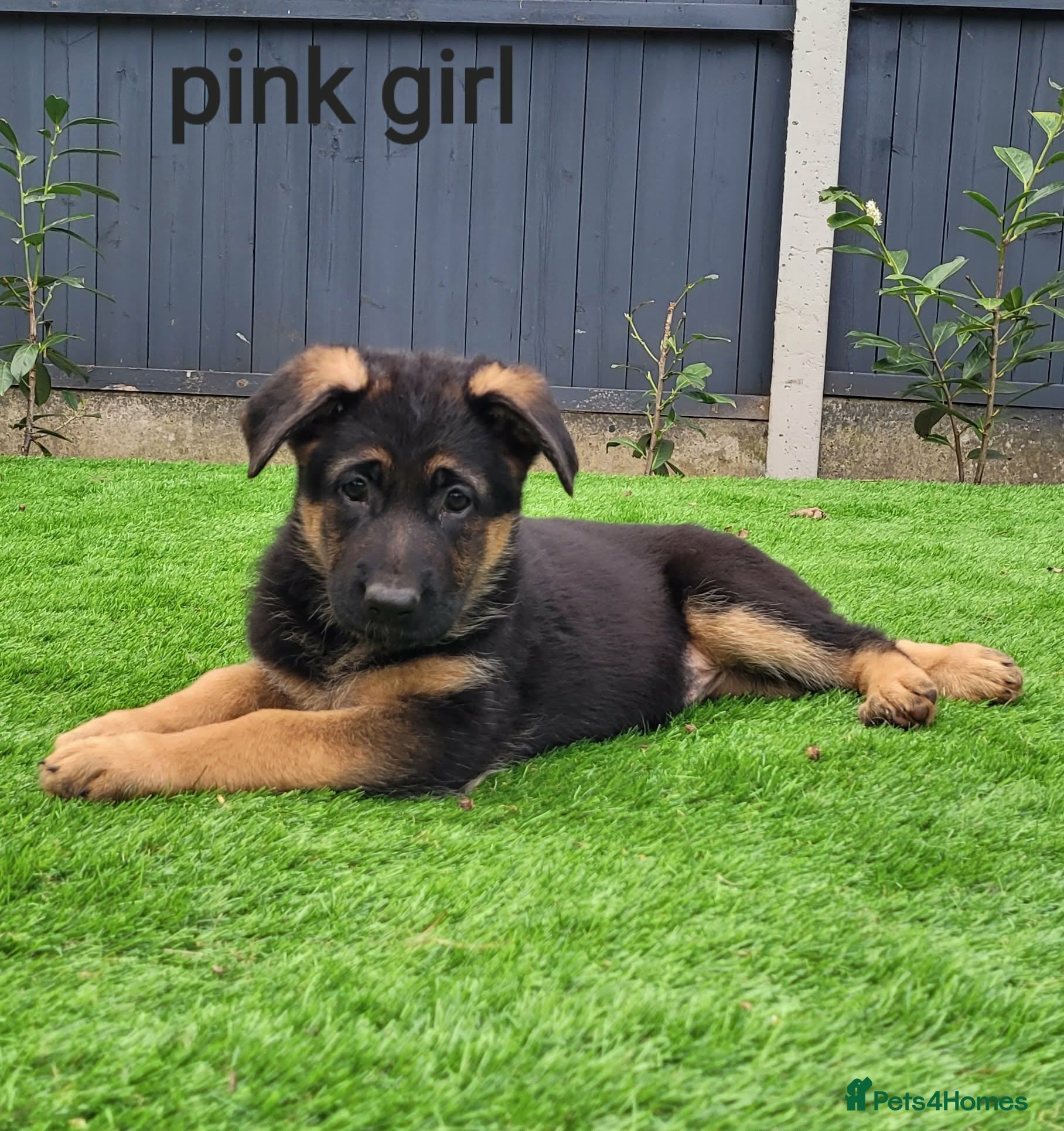 German Shepherd dogs 4 generation German shepard (shorthair) - Advert 2