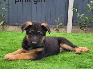 German Shepherd dogs 4 generation German shepard (shorthair) - Advert 2