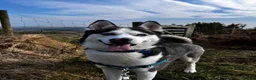 Siberian Husky dogs for sale: 7 Yr old Siberian Husky - Advert 8