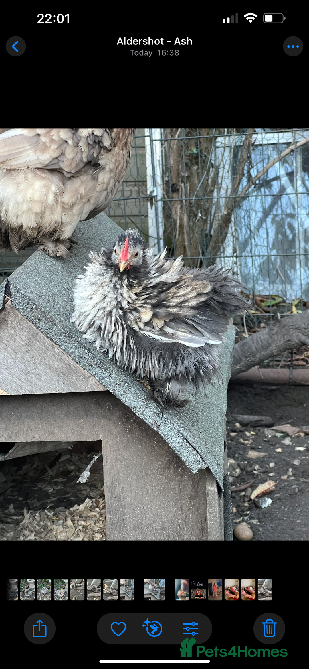 Chickens poultry for sale: Fizzy bantam chick  - Advert 3