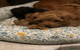 Cavapoo dogs for sale: Stunning premium F1 Cavapoo babies 🥰 - Image 21