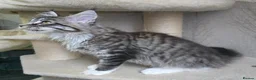 Maine Coon cats for sale: Stunning brown tabby bicolor boy tica registered - Advert 9