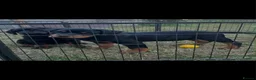 Rottweiler dogs for sale: KC-registered Rottweiler puppies - Advert 2