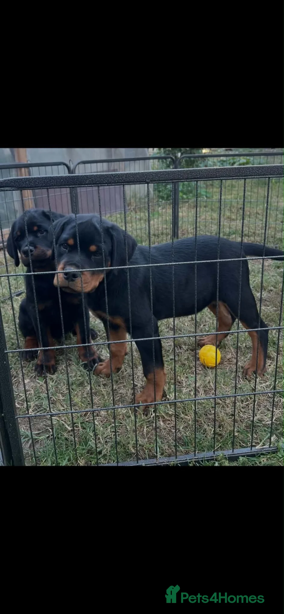 Rottweiler dogs for sale: KC-registered Rottweiler puppies - Advert 2